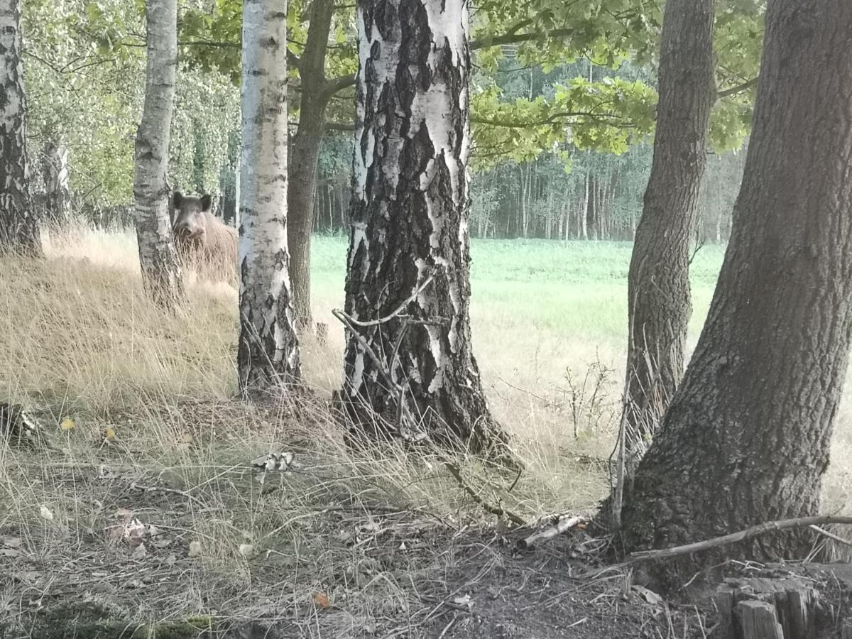 Agroturystyka Plener Miedzichowo Dış mekan fotoğraf