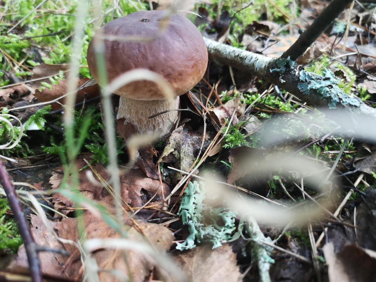 Agroturystyka Plener Miedzichowo Dış mekan fotoğraf